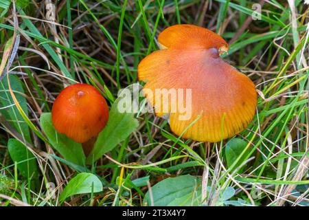 Tabourets-cul colorés orange vif (espèces Hygrocybe), champignons, champignons, champignons, dans les prairies acides en octobre, Angleterre, Royaume-Uni Banque D'Images