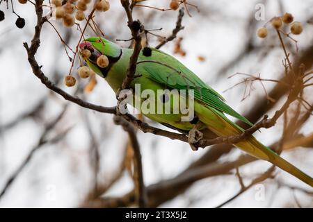 Parakeet rosé se nourrissant de la branche d'un arbre à Madrid, cet oiseau est une espèce envahissante Banque D'Images
