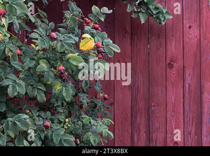 Buisson de rose musquée avec des fruits mûrs sur le fond d'un mur en bois Banque D'Images