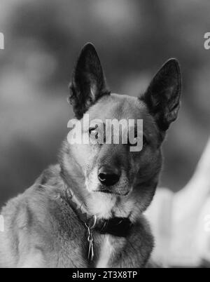 Portrait en noir et blanc d'un malinois belge Banque D'Images