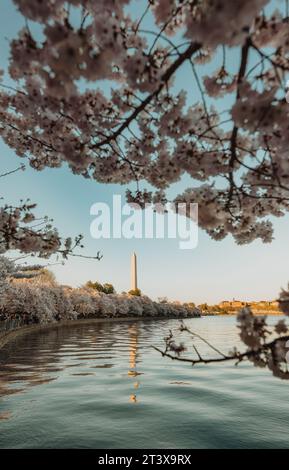 Washington Monument encadré par des cerisiers Blossoms Banque D'Images