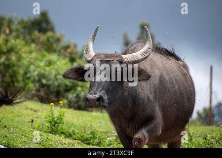 Une photo d'un buffallo d'eau indien marchant dans une journée nuageuse Banque D'Images