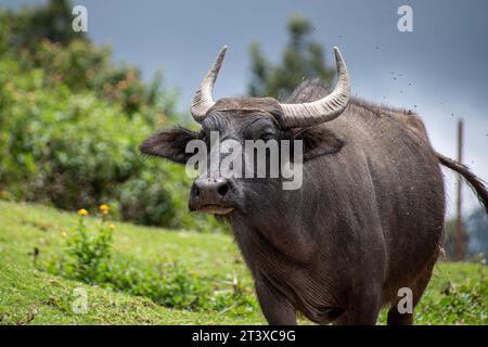 Une photo d'un buffallo d'eau indien marchant dans une journée nuageuse Banque D'Images