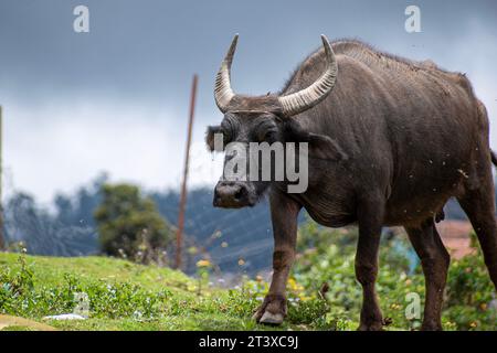 Une photo d'un buffallo d'eau indien marchant dans une journée nuageuse Banque D'Images