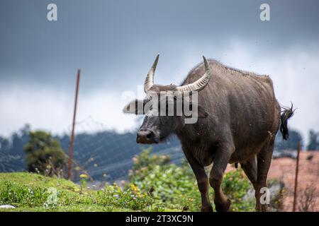 Une photo d'un buffallo d'eau indien marchant dans une journée nuageuse Banque D'Images