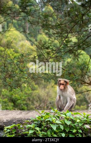 Une photo du singe rhésus (Rhésus macaque) avec une main manquante Banque D'Images