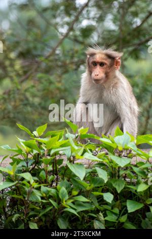 Une photo du singe rhésus (Rhésus macaque) avec une main manquante Banque D'Images