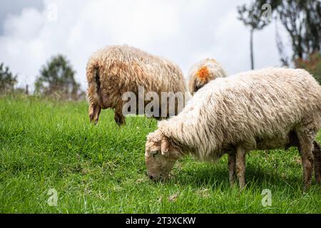 Photo d'un mouton (Ovis aries) paissant dans une prairie Banque D'Images