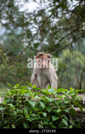 Une photo du singe rhésus (Rhésus macaque) avec une main manquante Banque D'Images