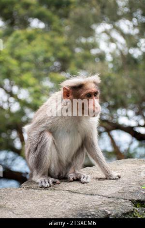 Une photo du singe rhésus (Rhésus macaque) avec une main manquante Banque D'Images