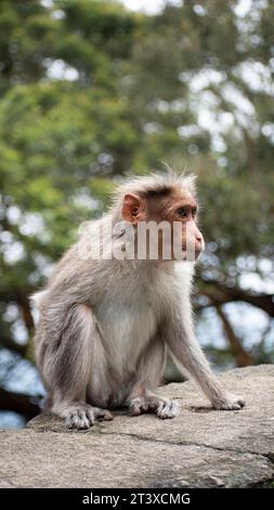 Une photo du singe rhésus (Rhésus macaque) avec une main manquante Banque D'Images