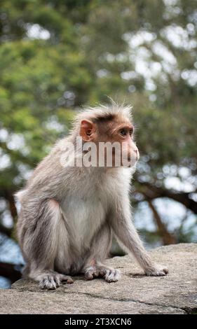 Une photo du singe rhésus (Rhésus macaque) avec une main manquante Banque D'Images