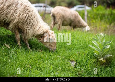 Photo d'un mouton (Ovis aries) paissant dans une prairie Banque D'Images