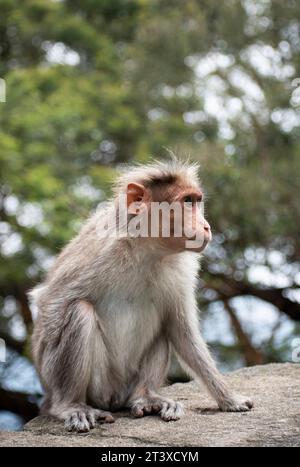 Une photo du singe rhésus (Rhésus macaque) avec une main manquante Banque D'Images