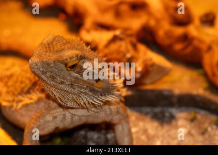 Dragon pané femelle sous lampe de chaleur dans la cage. Photo de haute qualité Banque D'Images