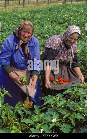 Bulgarie, région de Dobrich, femmes au travail dans le champ de paprika, récolte. Banque D'Images