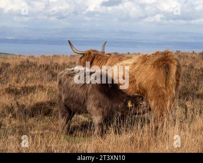 Vache Highland et veau allaitant à Exmoor, Devon, Royaume-Uni. Banque D'Images