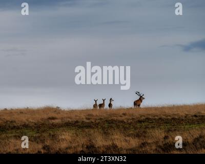 Red Deer à l'horizon, parc national d'Exmoor en Angleterre. Banque D'Images