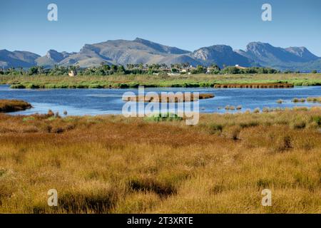 Reserva Natural de l'Albufereta, Bahia de Pollensa, Majorque, Iles Baléares, Espagne. Banque D'Images