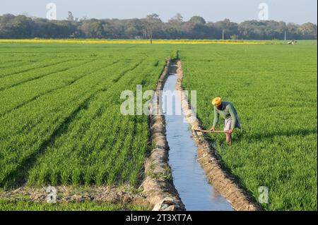 Inde, Pendjab, INDE agricole, Pendjab, Lehragag, agriculteur dans le champ de blé avec petit canal d'irrigation, au Pendjab a commencé la révolution verte dans les 1960Â s pour augmenter la production alimentaire avec des systèmes d'irrigation, l'utilisation de produits agrochimiques et de semences hybrides à haut rendement, derrière le champ de moutarde *** INDIEN, Punjab, Farmer im Weizenfeld mit Bewässerung, in den 1960Â Jahren startete im Punjab die Grüne Revolution zur Steigerung von Erträgen durch Hochertragssorten, Bewässerung und Nutzung von Agrarchemie Lehragaga Punjab India Banque D'Images