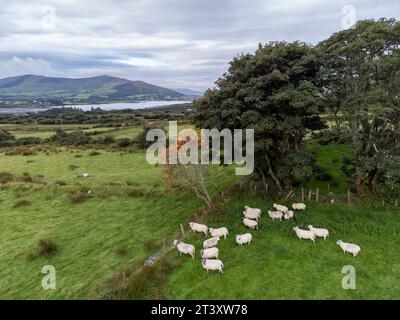 Petit troupeau de moutons, Castlequin Loop Walk, Cahersiveen, Irlande, Royaume-Uni. Banque D'Images
