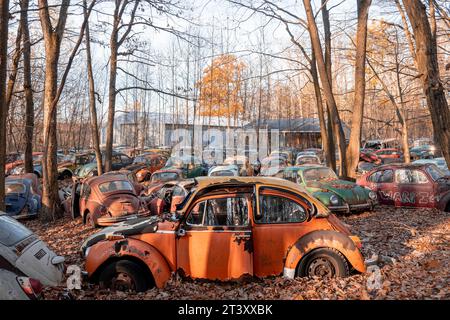 Volkswagen Beetle PENNSLYVANIA CE MYSTÉRIEUX cimetière est rempli de plus DE DEUX CENTS voitures Volkswagen vieilles de plus d'un demi-siècle, dont l'emblématique Banque D'Images