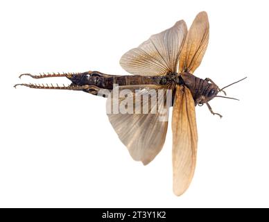 Anacridium aegyptium (Grasshopper égyptien, criquet pèlerin) isolé sur fond blanc Banque D'Images