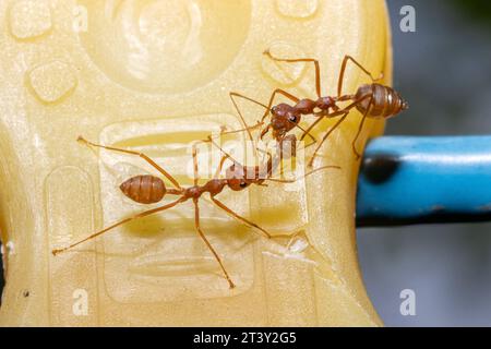 La fourmi Weaver rouge porte une petite fourmi dans ses mandibules Banque D'Images