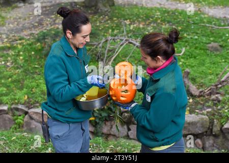 Madrid, Espagne. 26 octobre 2023. Les membres du personnel remplissent une citrouille de nourriture lors d'une célébration d'Halloween à l'aquarium du zoo de Madrid, à Madrid, en Espagne, le 26 octobre 2023. Crédit : Gustavo Valiente/Xinhua/Alamy Live News Banque D'Images