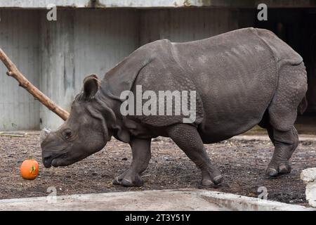 Madrid, Espagne. 26 octobre 2023. Un rhinocéros est attiré par une citrouille remplie de nourriture lors d'une célébration d'Halloween à l'aquarium du zoo de Madrid, en Espagne, le 26 octobre 2023. Crédit : Gustavo Valiente/Xinhua/Alamy Live News Banque D'Images