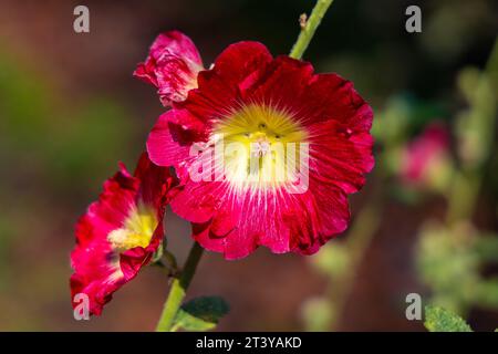 Hollyhock commun - latin Alcea rosea - plante ornementale à fleurs de dicotylédone de la famille des Malvaceae dans le jardin de parc ouvert pendant la saison de floraison estivale Banque D'Images