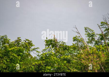 Incroyable gros plan d'un héron violet sauvage dans la forêt tropicale Banque D'Images