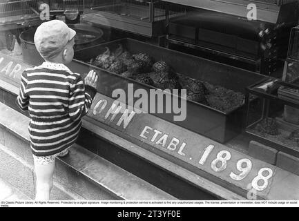 Stockholm 1954. Un garçon est fasciné par les tortues dans la vitrine de la boutique Axel Cohn à Mäster Samuelsgatan 52. Une boutique qui vendait également des oiseaux en cage et des poissons d'aquarium. Axel Cohn a écrit le livre Akvarieboken en 1929 ; un guide pour la sélection et le soin des poissons d'aquarium. Les oiseaux fascinaient le citoyen danois Axel Cohn, qui, déjà dans les années 1890, avait établi son premier animalerie à Klarakvarteren à Stockholm. Puis il a commencé à vendre des canaris et d'autres oiseaux exotiques, ce qui était une nouveauté à l'époque. Dans les années 1920, les oiseaux indigènes capturés à l'état sauvage étaient le plus souvent utilisés comme oiseaux en cage. Suède. Kristoffe Banque D'Images