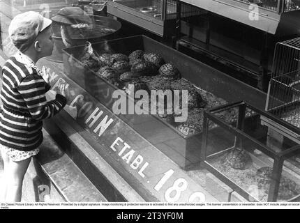 Stockholm 1954. Un garçon est fasciné par les tortues dans la vitrine de la boutique Axel Cohn à Mäster Samuelsgatan 52. Une boutique qui vendait également des oiseaux en cage et des poissons d'aquarium. Axel Cohn a écrit le livre Akvarieboken en 1929 ; un guide pour la sélection et le soin des poissons d'aquarium. Les oiseaux fascinaient le citoyen danois Axel Cohn, qui, déjà dans les années 1890, avait établi son premier animalerie à Klarakvarteren à Stockholm. Puis il a commencé à vendre des canaris et d'autres oiseaux exotiques, ce qui était une nouveauté à l'époque. Dans les années 1920, les oiseaux indigènes capturés à l'état sauvage étaient le plus souvent utilisés comme oiseaux en cage. Suède. Kristoffe Banque D'Images