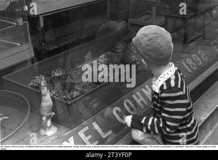 Stockholm 1954. Un garçon est fasciné par les tortues dans la vitrine de la boutique Axel Cohn à Mäster Samuelsgatan 52. Une boutique qui vendait également des oiseaux en cage et des poissons d'aquarium. Axel Cohn a écrit le livre Akvarieboken en 1929 ; un guide pour la sélection et le soin des poissons d'aquarium. Les oiseaux fascinaient le citoyen danois Axel Cohn, qui, déjà dans les années 1890, avait établi son premier animalerie à Klarakvarteren à Stockholm. Puis il a commencé à vendre des canaris et d'autres oiseaux exotiques, ce qui était une nouveauté à l'époque. Dans les années 1920, les oiseaux indigènes capturés à l'état sauvage étaient le plus souvent utilisés comme oiseaux en cage. Suède. Kristoffe Banque D'Images