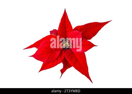 fleur de poinsettia rouge sur fond blanc vue de dessus Banque D'Images