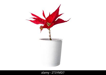 fleur de poinsettia rouge en pot blanc sur fond blanc Banque D'Images