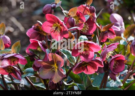 HELLEBORUS Anna's Red, Frostkiss Series, Rodney Davey Marbled Group, Helleborus Abcrd02 Banque D'Images