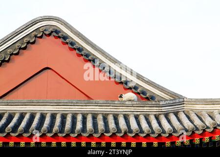 chat dormant sur le toit dans le parc Zhongshan, pékin, chine Banque D'Images