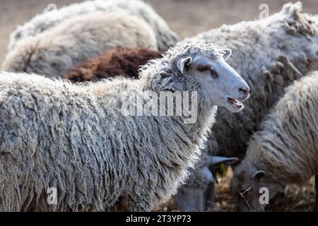 Les moutons paissent paisiblement dans la plume. Beaucoup de beaux agneaux. Les rayons du soleil illuminent la laine blanche, noire et brune des brebis. Ils hu Banque D'Images