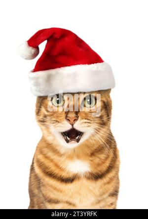 Chat Bengal portant le chapeau de Père Noël, concept de Noël, fond blanc, isolé sur blanc Banque D'Images