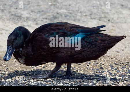 Cette photographie capture un Mallard Hybrid (mâle) un jour d'été. Les colverts sont des canards percutants trouvés dans le monde entier. Banque D'Images