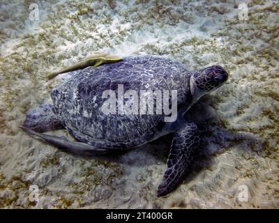 Tortue sous l'eau dans la mer rouge Banque D'Images