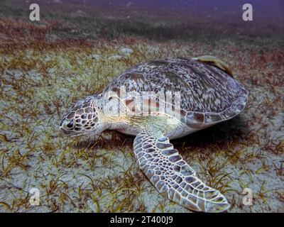 Tortue sous l'eau dans la mer rouge Banque D'Images