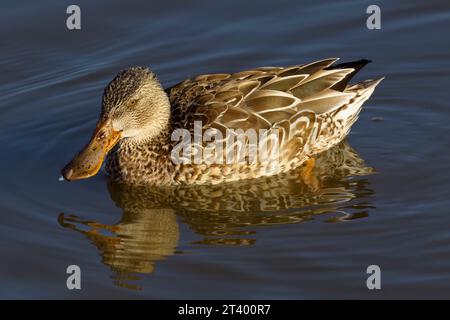 Cette photographie capture une pelle nordique (femelle) un matin d'hiver. Les femelles sont de couleur brunâtre avec un bec et des pattes orange vif. Banque D'Images