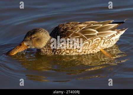 Cette photographie capture une pelle nordique (femelle) un matin d'hiver. Les femelles sont de couleur brunâtre avec un bec et des pattes orange vif. Banque D'Images