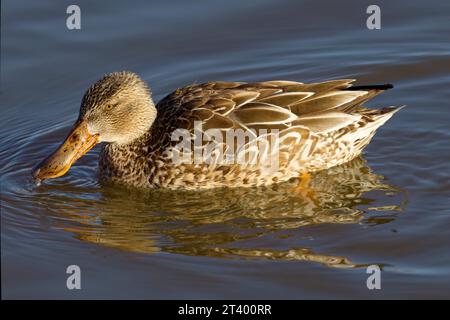 Cette photographie capture une pelle nordique (femelle) un matin d'hiver. Les femelles sont de couleur brunâtre avec un bec et des pattes orange vif. Banque D'Images