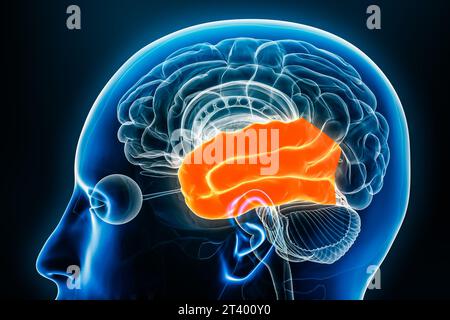 Lobe temporal du cortex cérébral vue de profil en gros plan illustration de rendu 3D. Anatomie du cerveau humain, neurologie, neurosciences, médecine et santé Banque D'Images