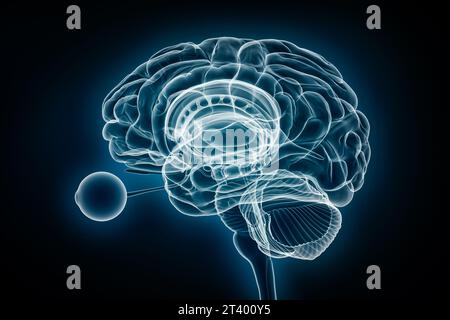 Vue de profil radiologique du cerveau entier avec illustration du rendu 3D des yeux. Anatomie du corps humain et du système nerveux, médecine, santé, biologie, science Banque D'Images