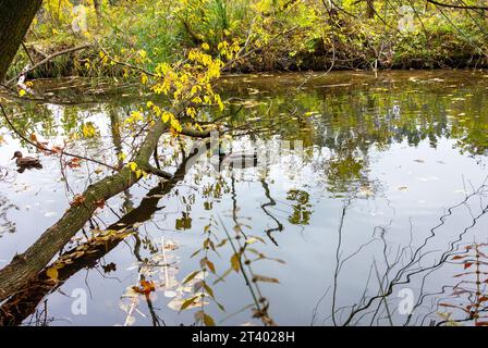 Automne, canards sur la rivière, automne coloré, Anas platyrhynchos Banque D'Images